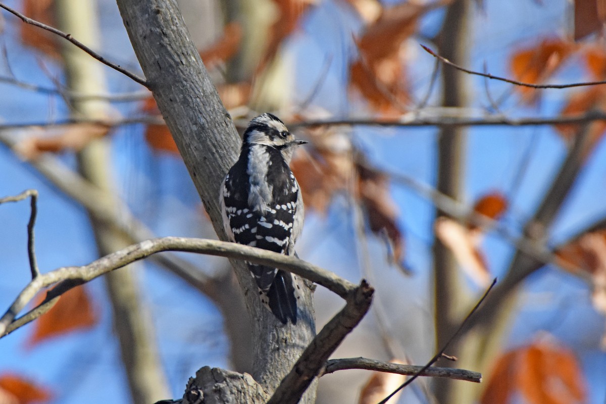 Downy Woodpecker - ML514551161