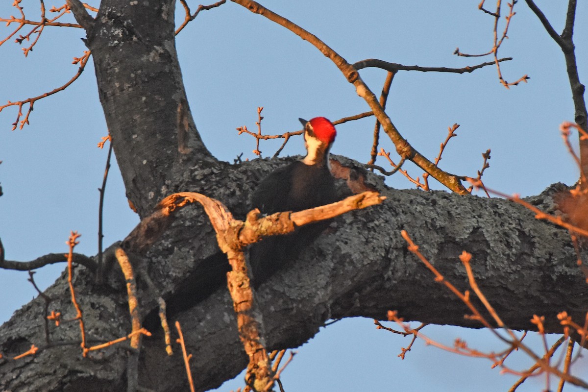Pileated Woodpecker - ML514551301