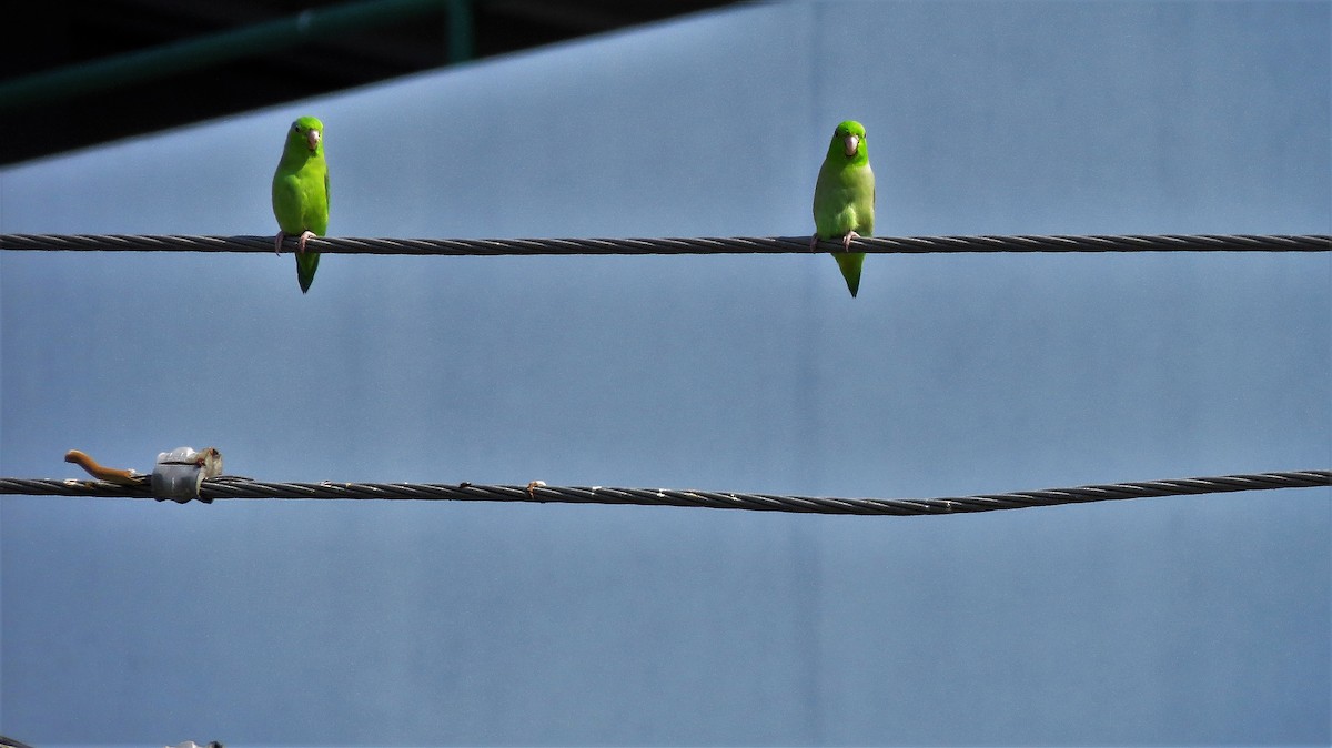 Pacific Parrotlet - ML514551341