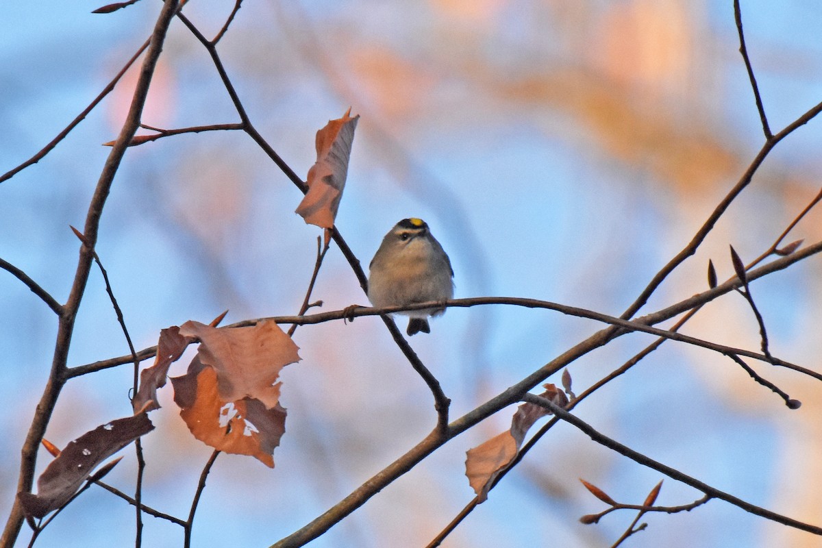 Roitelet à couronne dorée - ML514551411