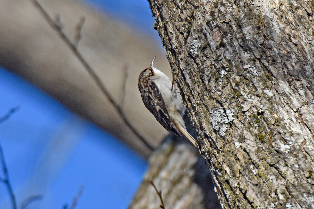 Brown Creeper - ML514551471