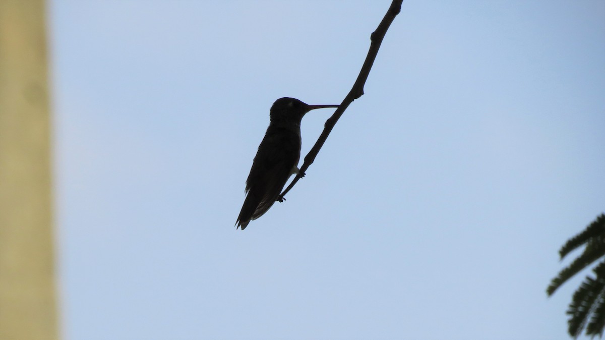 Amazilia Hummingbird (White-throated) - ML514551581