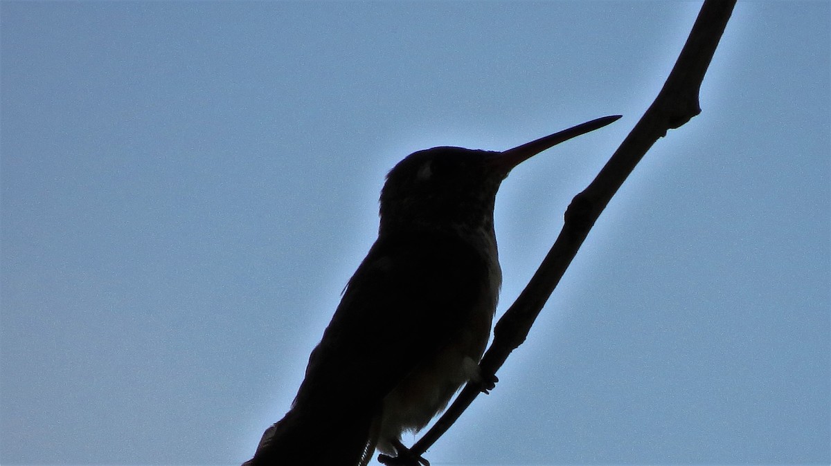 Amazilia Hummingbird (White-throated) - ML514551591