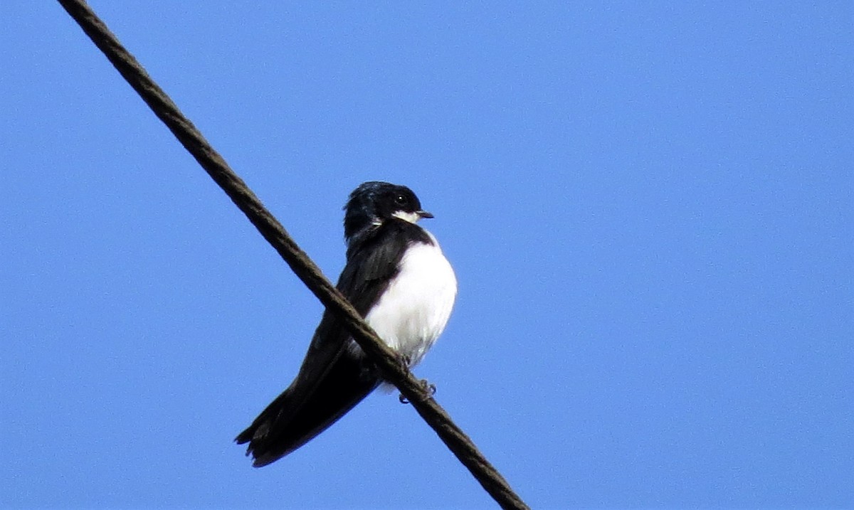 Blue-and-white Swallow (cyanoleuca) - ML514551931