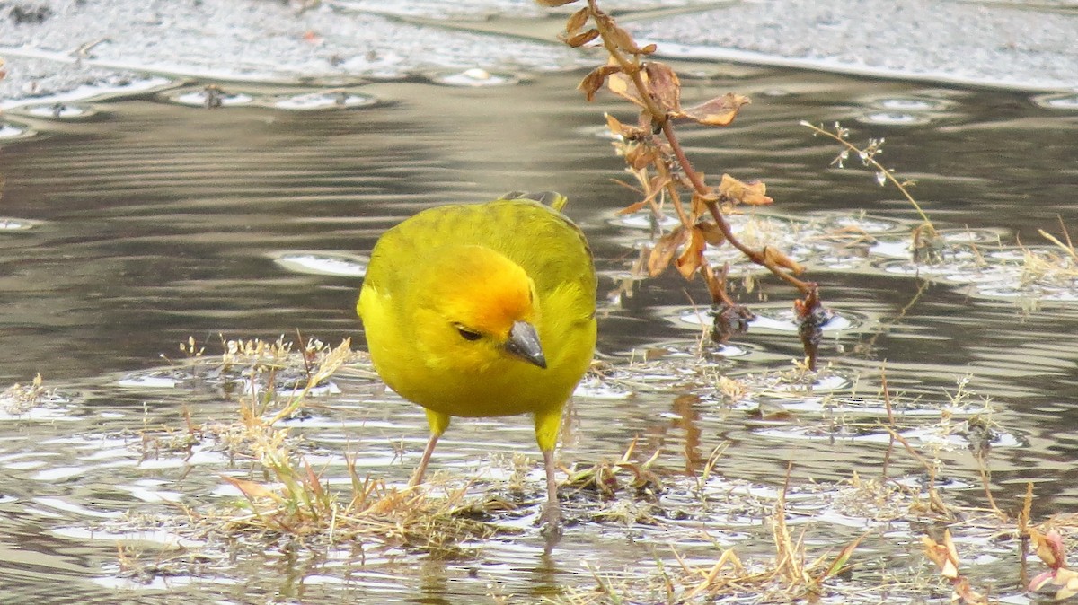 Saffron Finch - ML514552041