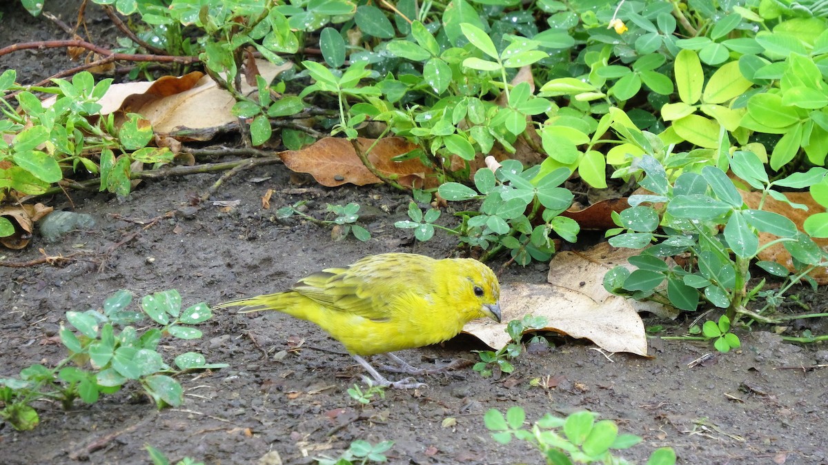 Saffron Finch - ML514552231