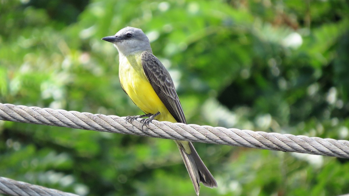 Tropical Kingbird - ML514552641