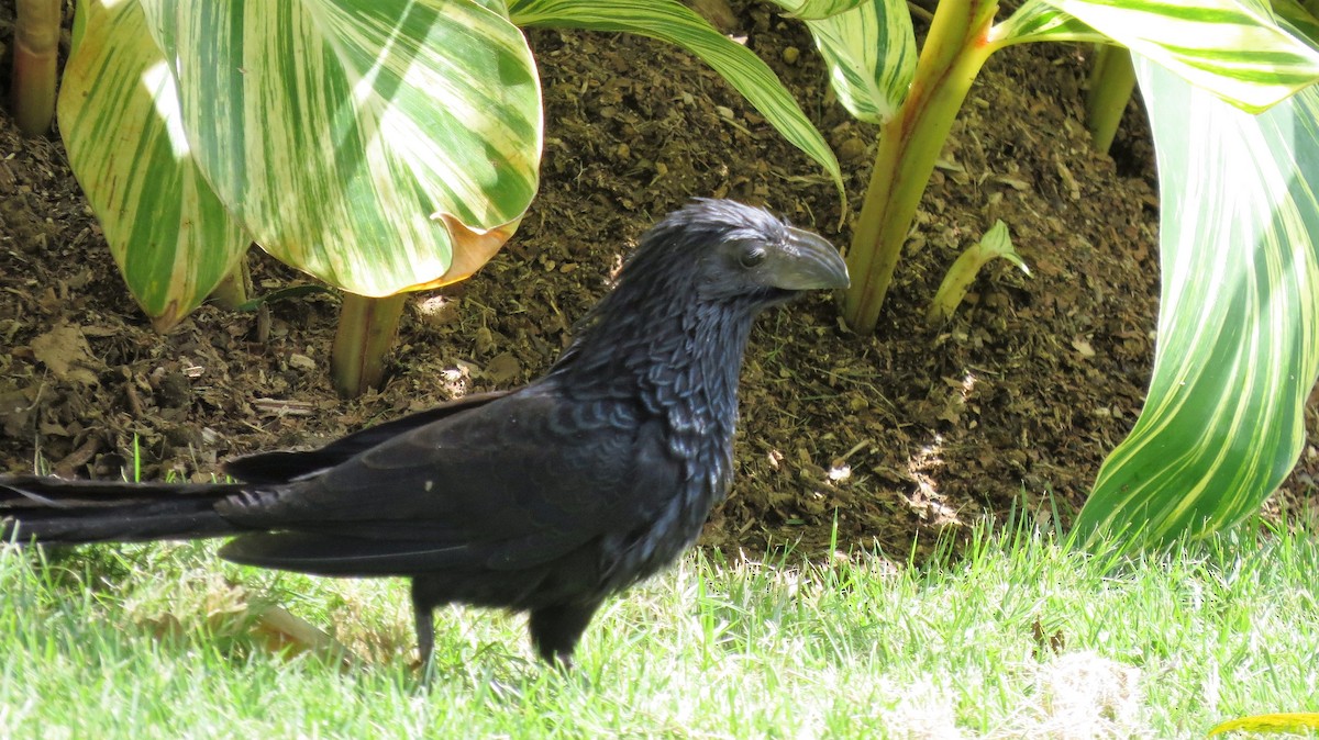 Groove-billed Ani - ML514553021