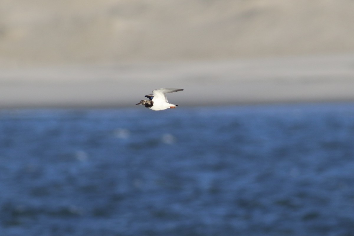 Ruddy Turnstone - Max Epstein