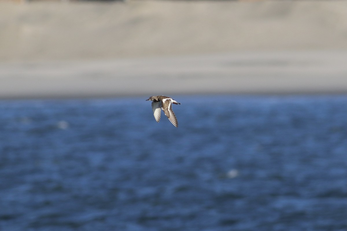 Ruddy Turnstone - ML514553731