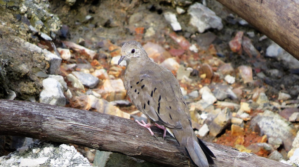 Ecuadorian Ground Dove - ML514553851