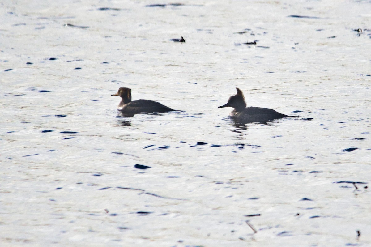 Red-breasted Merganser - ML514553921