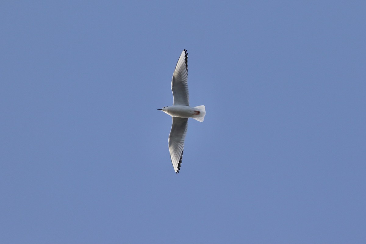 Bonaparte's Gull - ML514553931