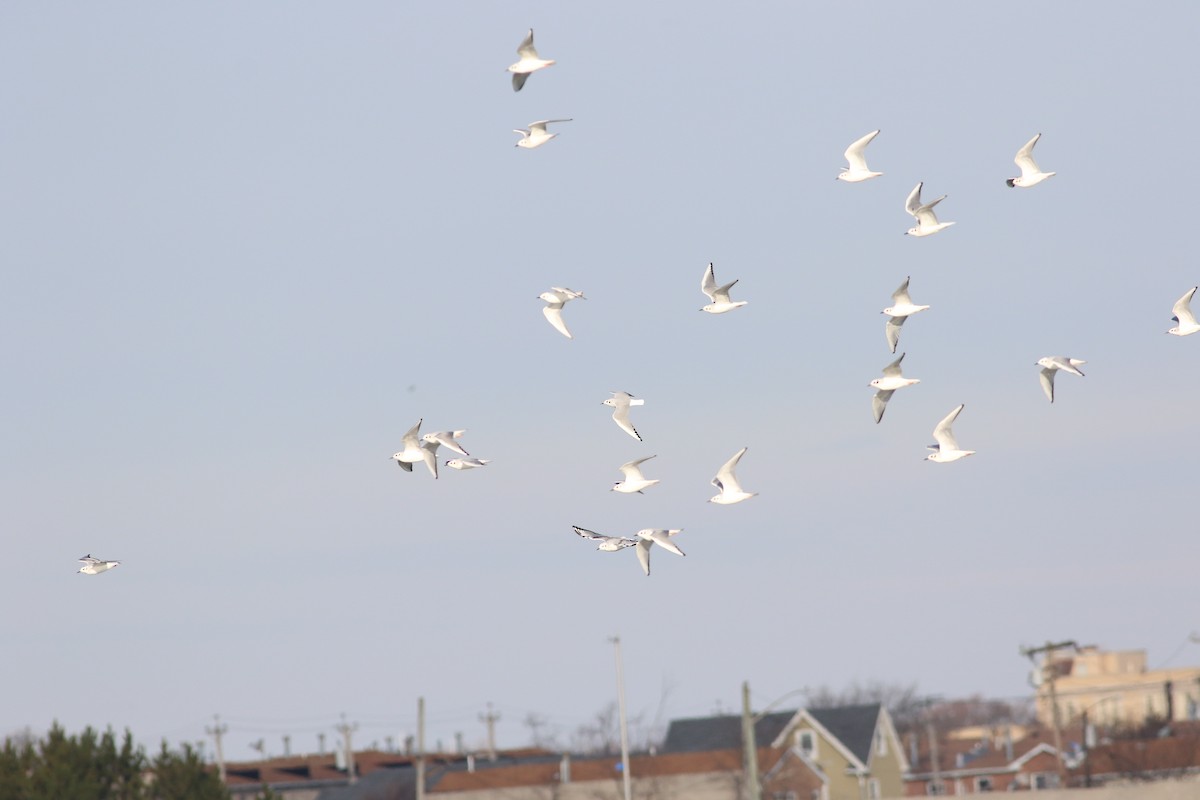 Bonaparte's Gull - ML514553951