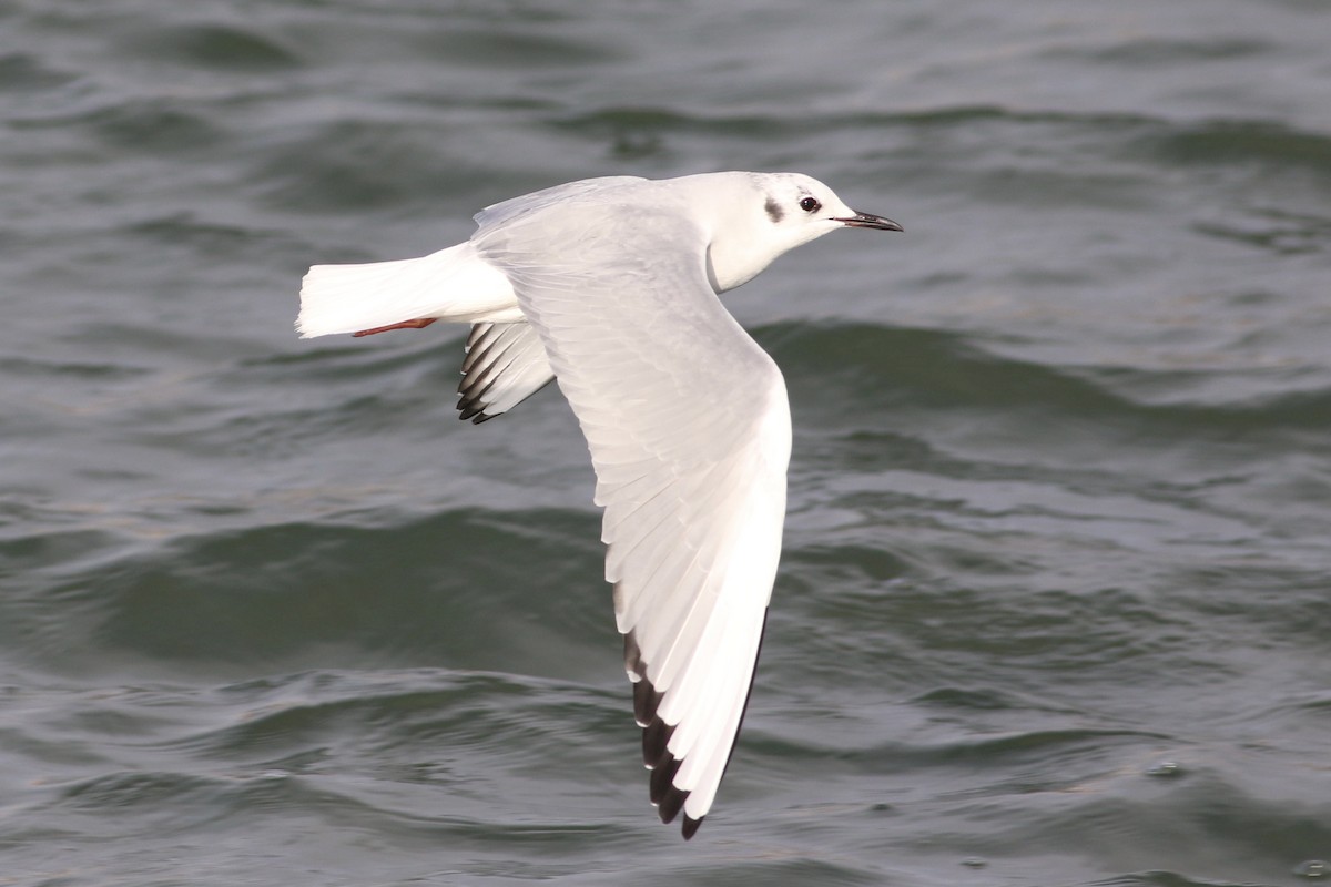 Bonaparte's Gull - ML514554011