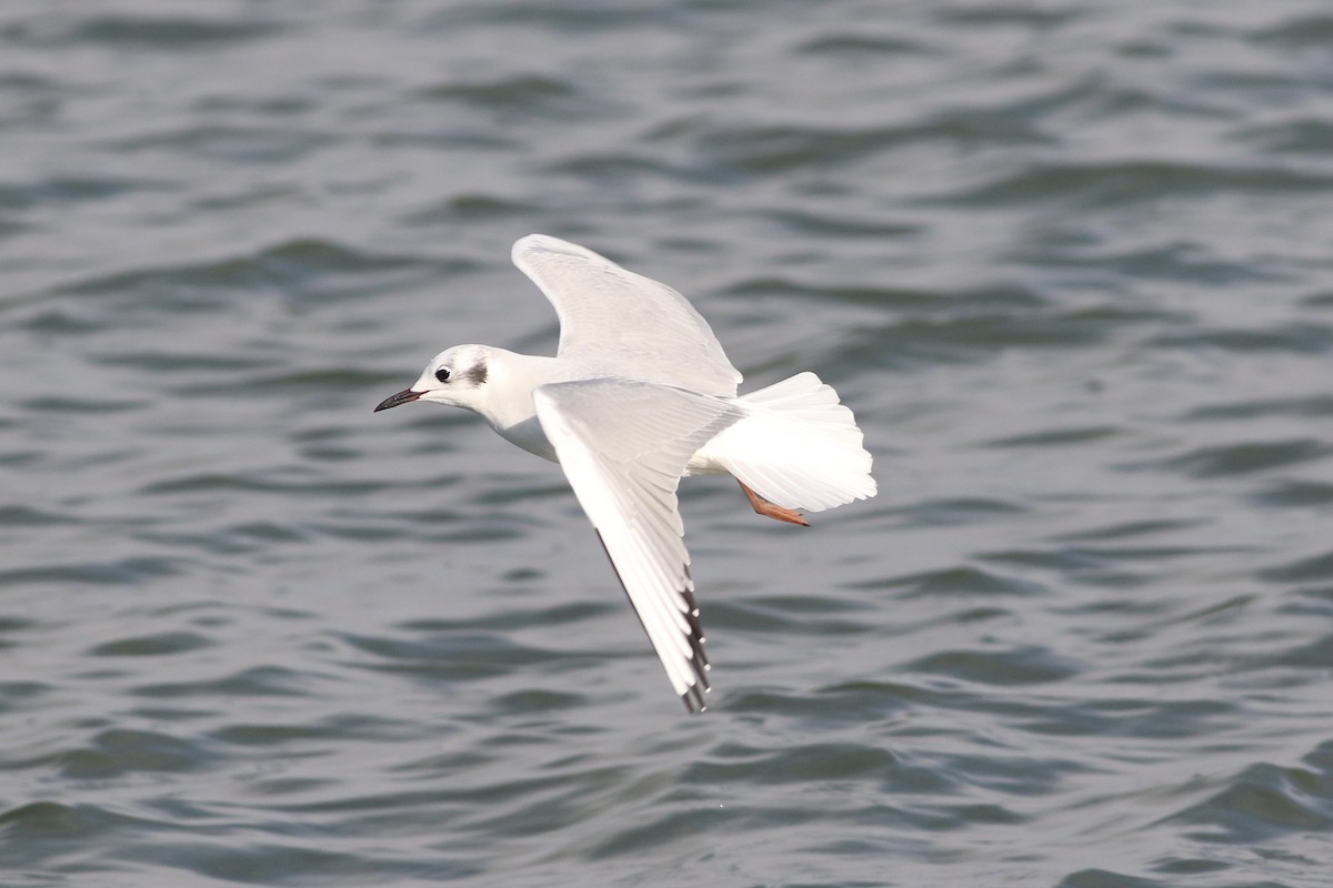 Bonaparte's Gull - ML514554041