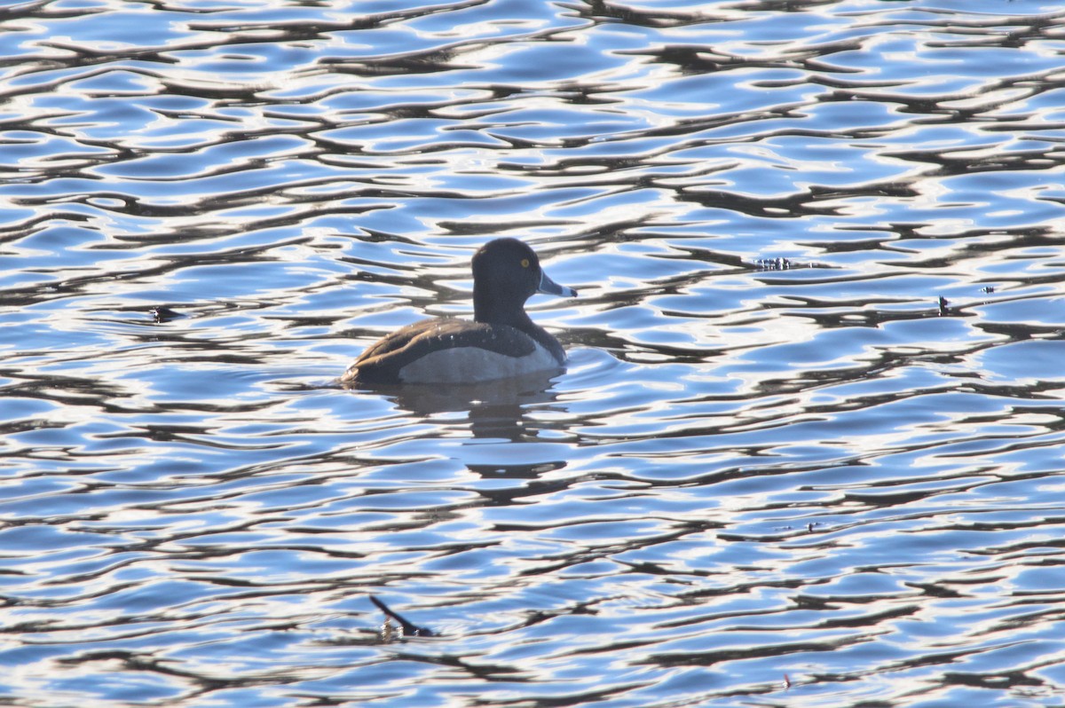 Ring-necked Duck - ML514554221