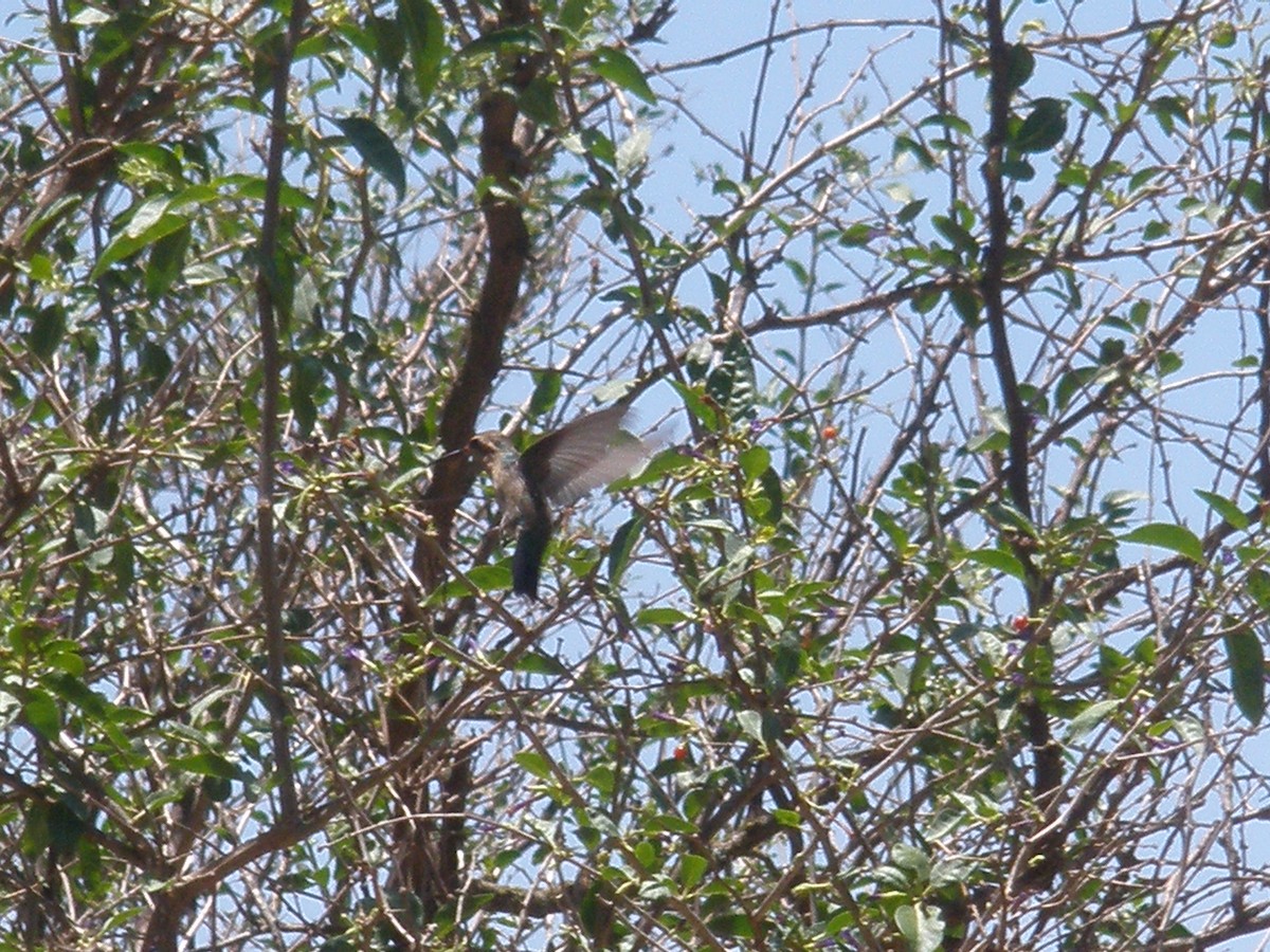 Glittering-bellied Emerald - ML514554931