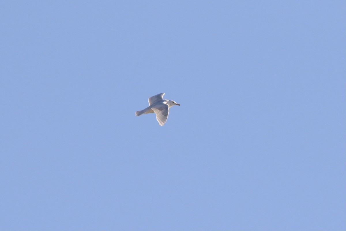 Glaucous Gull - ML514555051