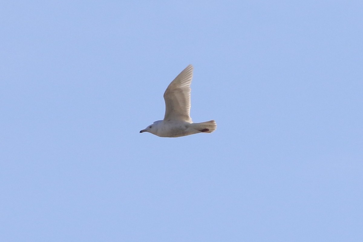 Glaucous Gull - Max Epstein