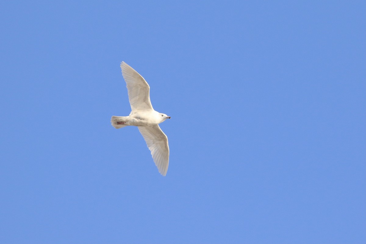 Glaucous Gull - ML514555381