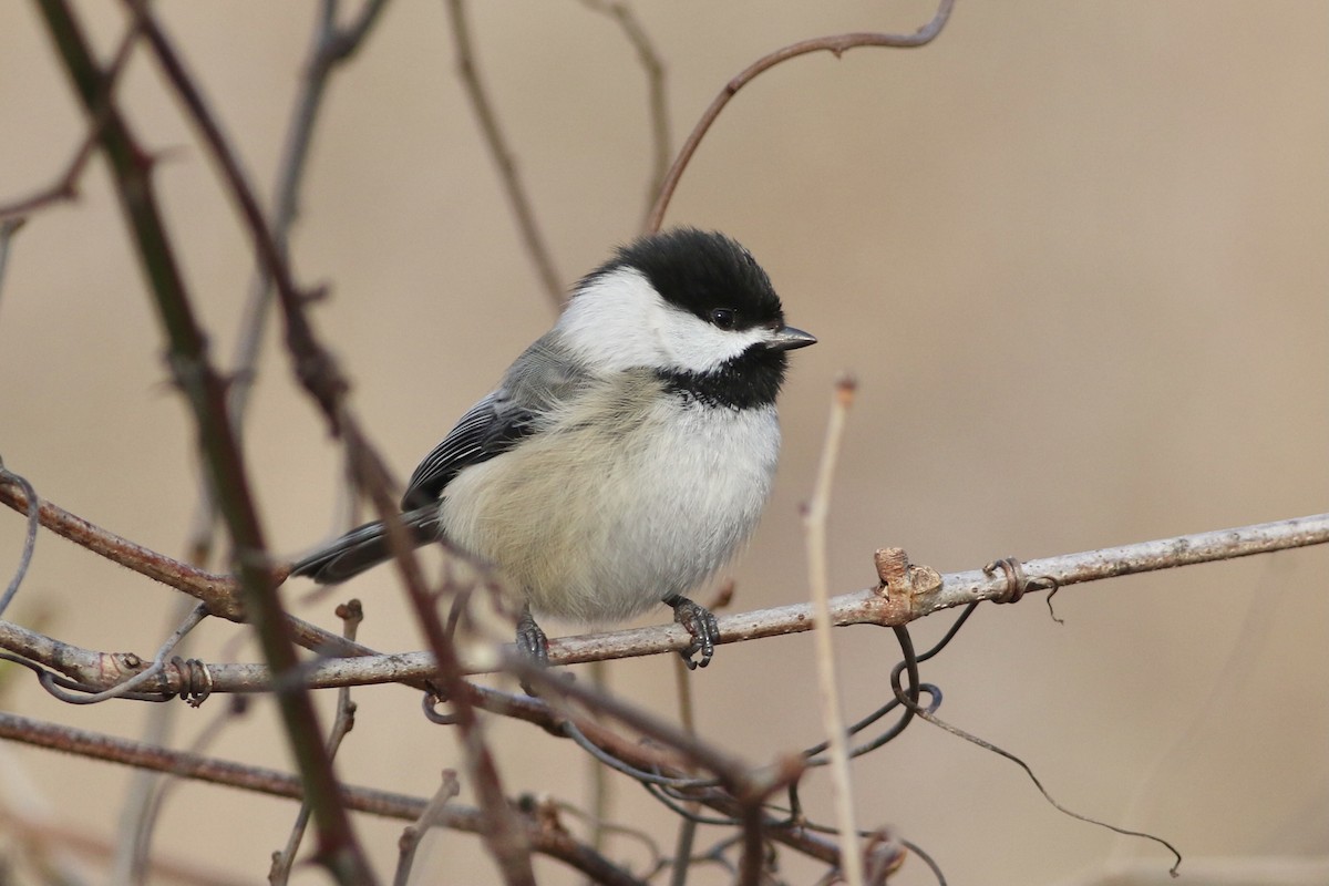 Black-capped Chickadee - ML514555571