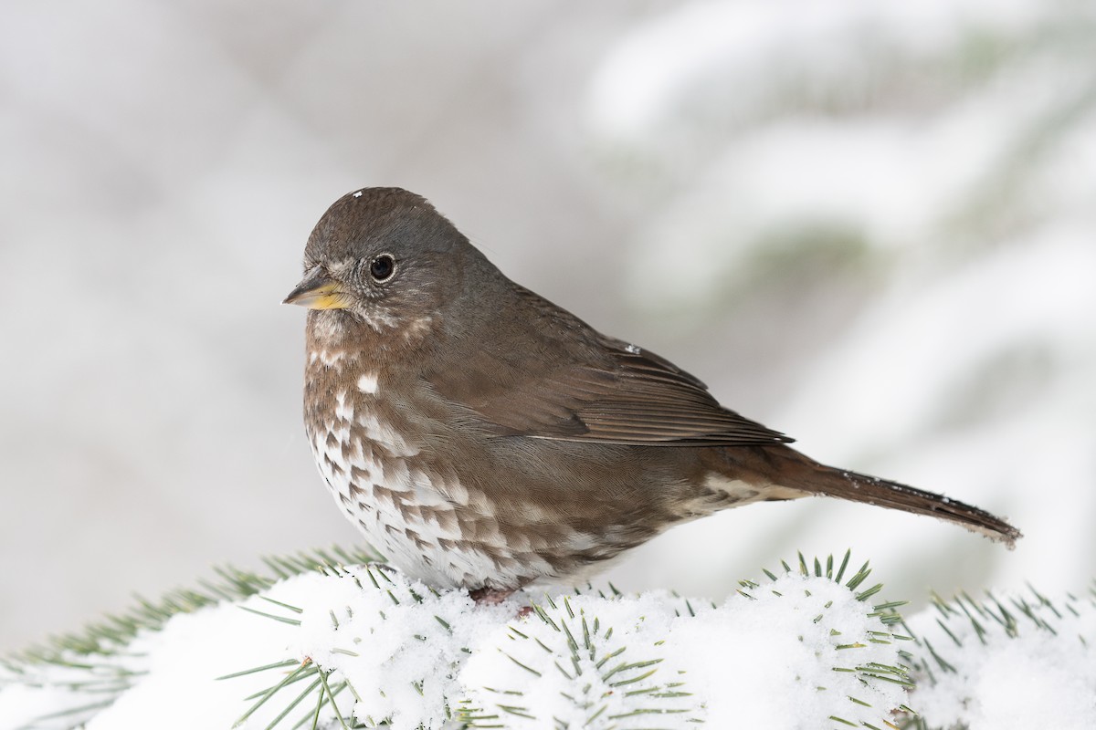 Fox Sparrow - mark daly