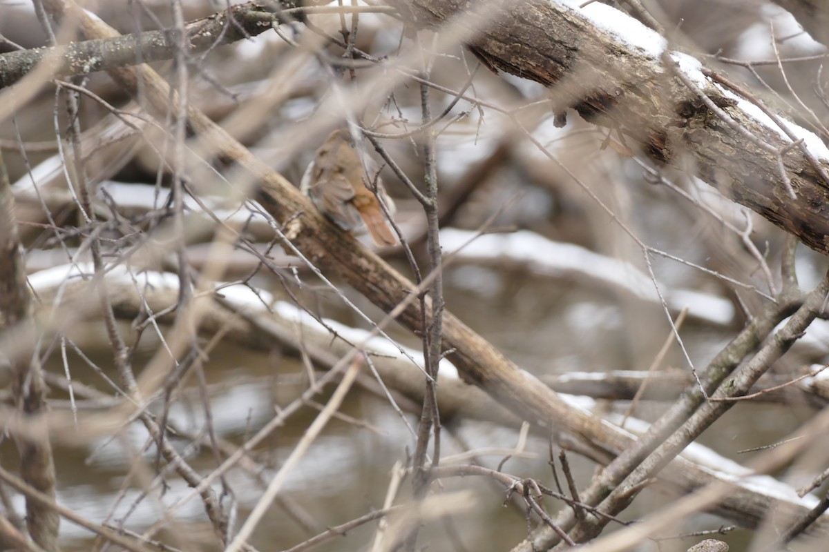 Hermit Thrush - ML514556321