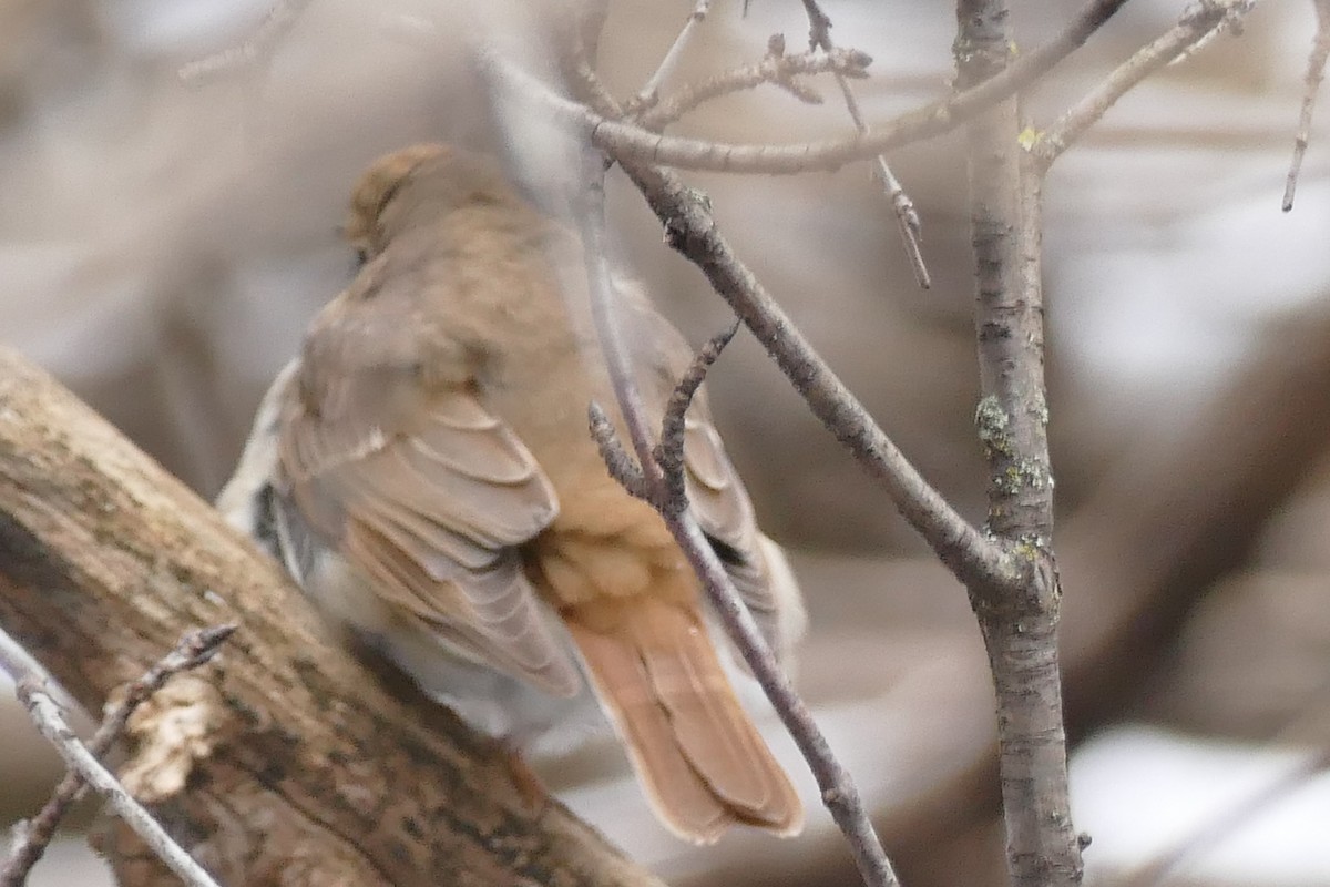 Hermit Thrush - ML514556331