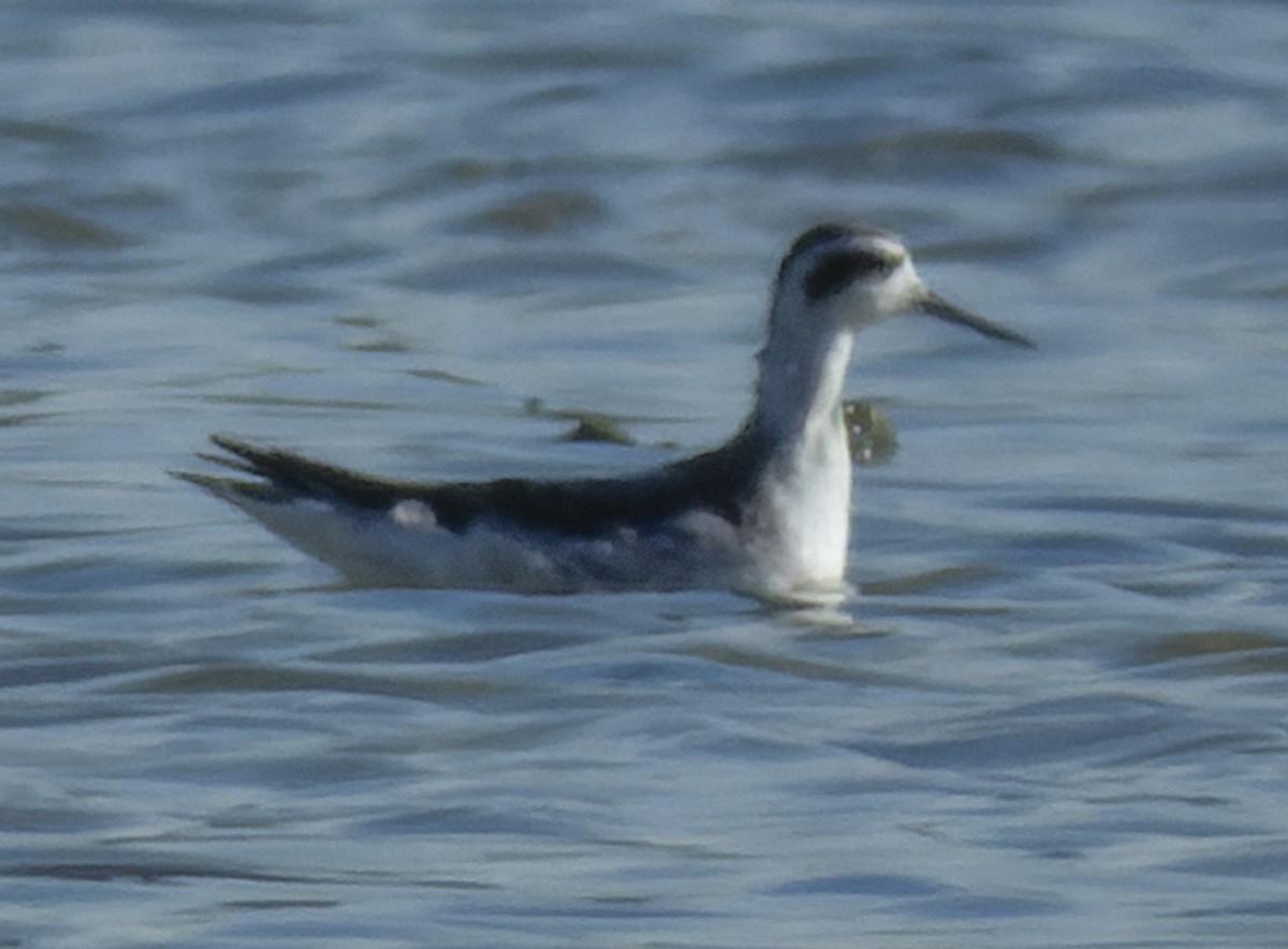 Red-necked Phalarope - ML514557451