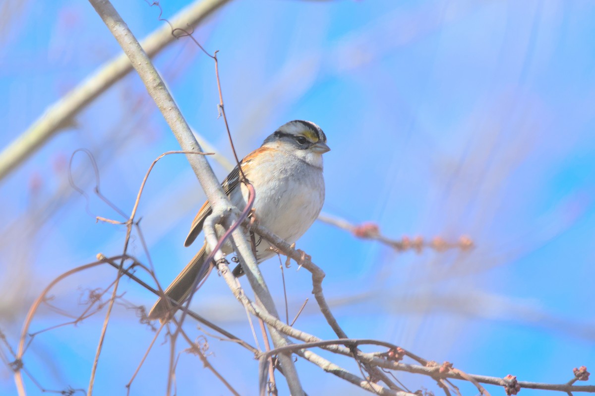 White-throated Sparrow - ML514557711