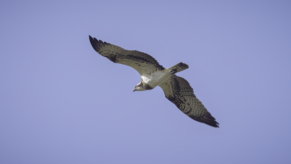 Osprey (haliaetus) - ML514558471