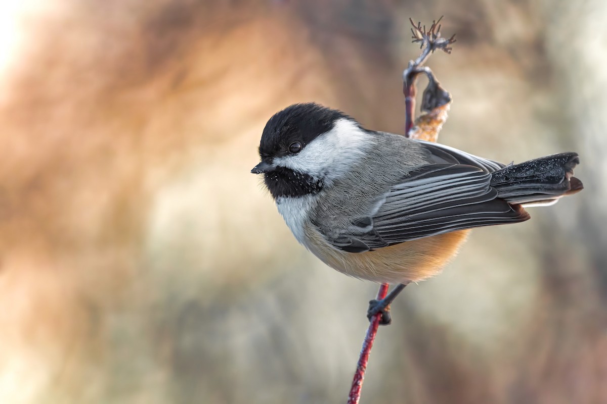 Black-capped Chickadee - ML514560211