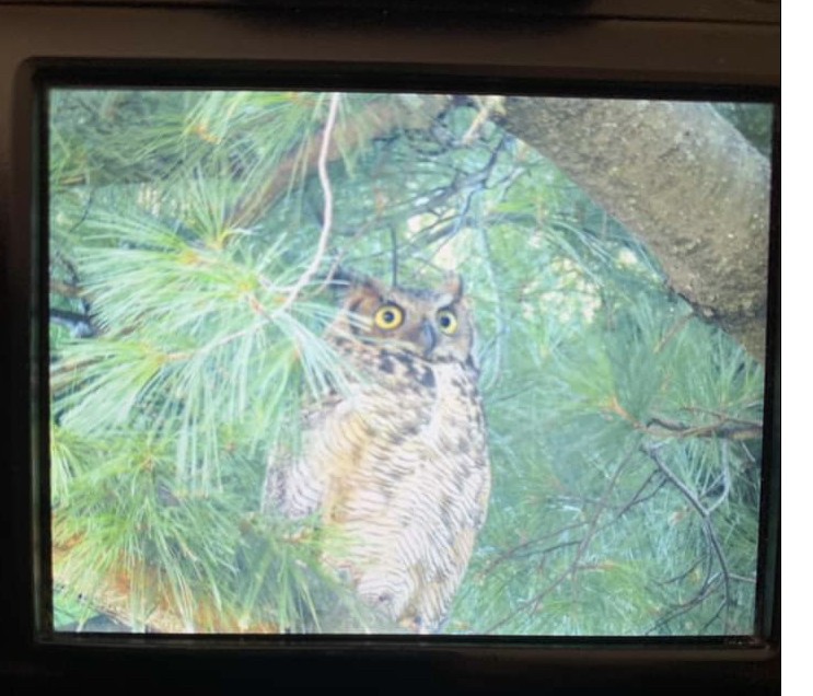 Great Horned Owl - ML514560831