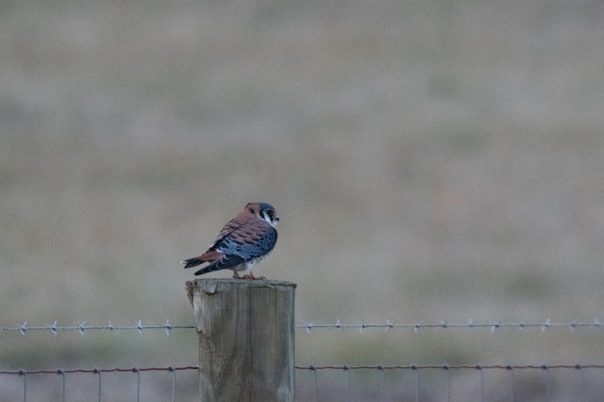 American Kestrel - ML514560851