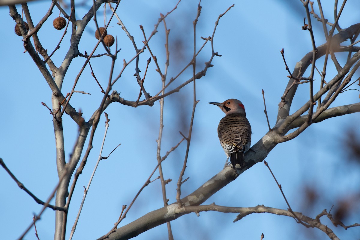 Northern Flicker (Yellow-shafted) - Court Harding