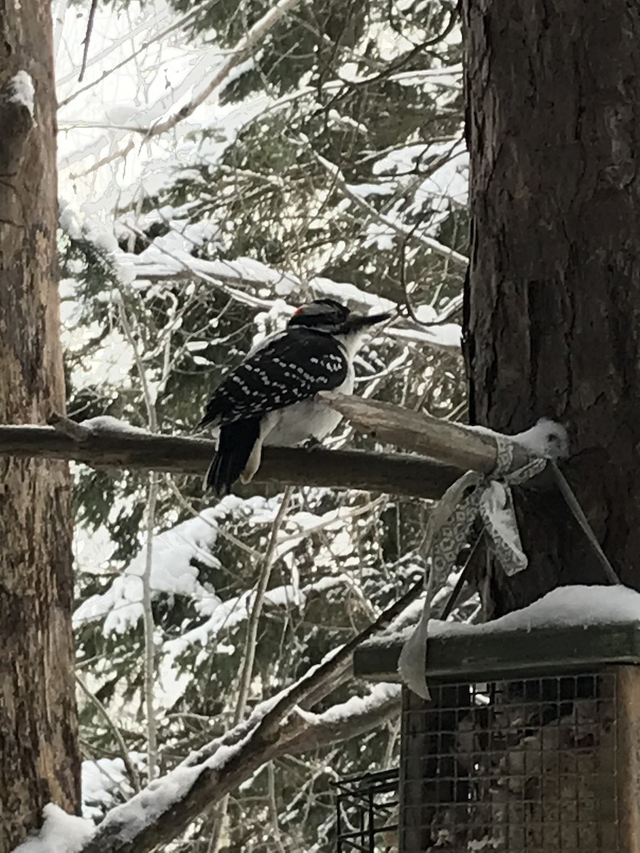 Hairy Woodpecker - Alice Oliver