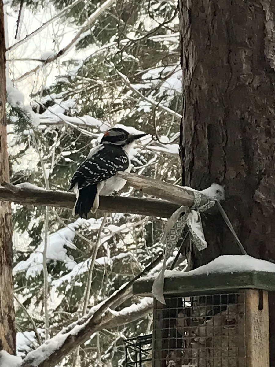 Hairy Woodpecker - ML514562261