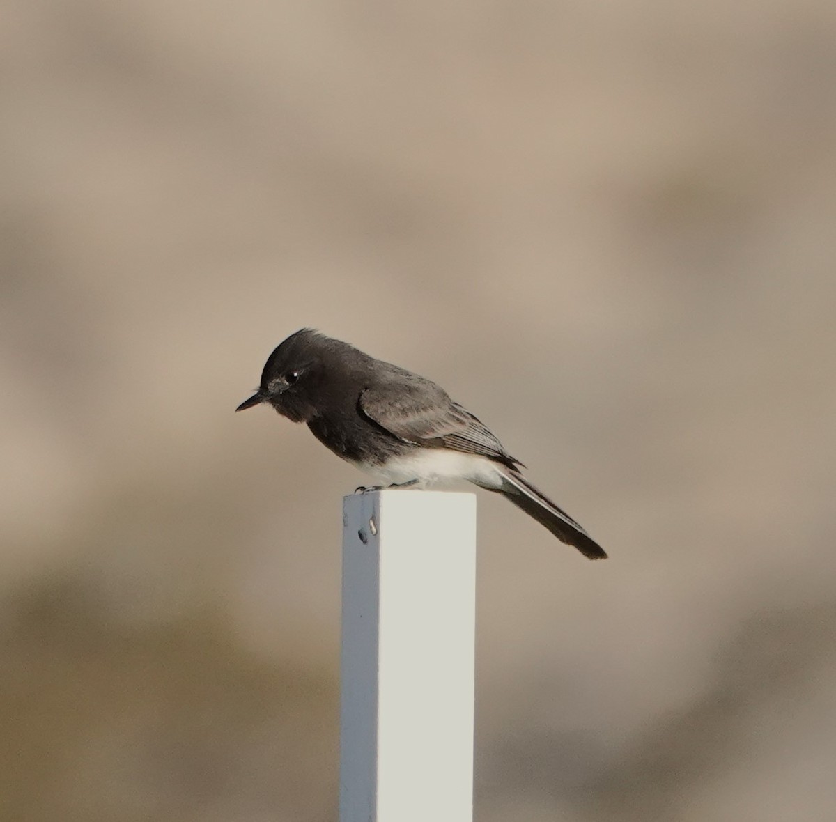 Black Phoebe - Paul Evans