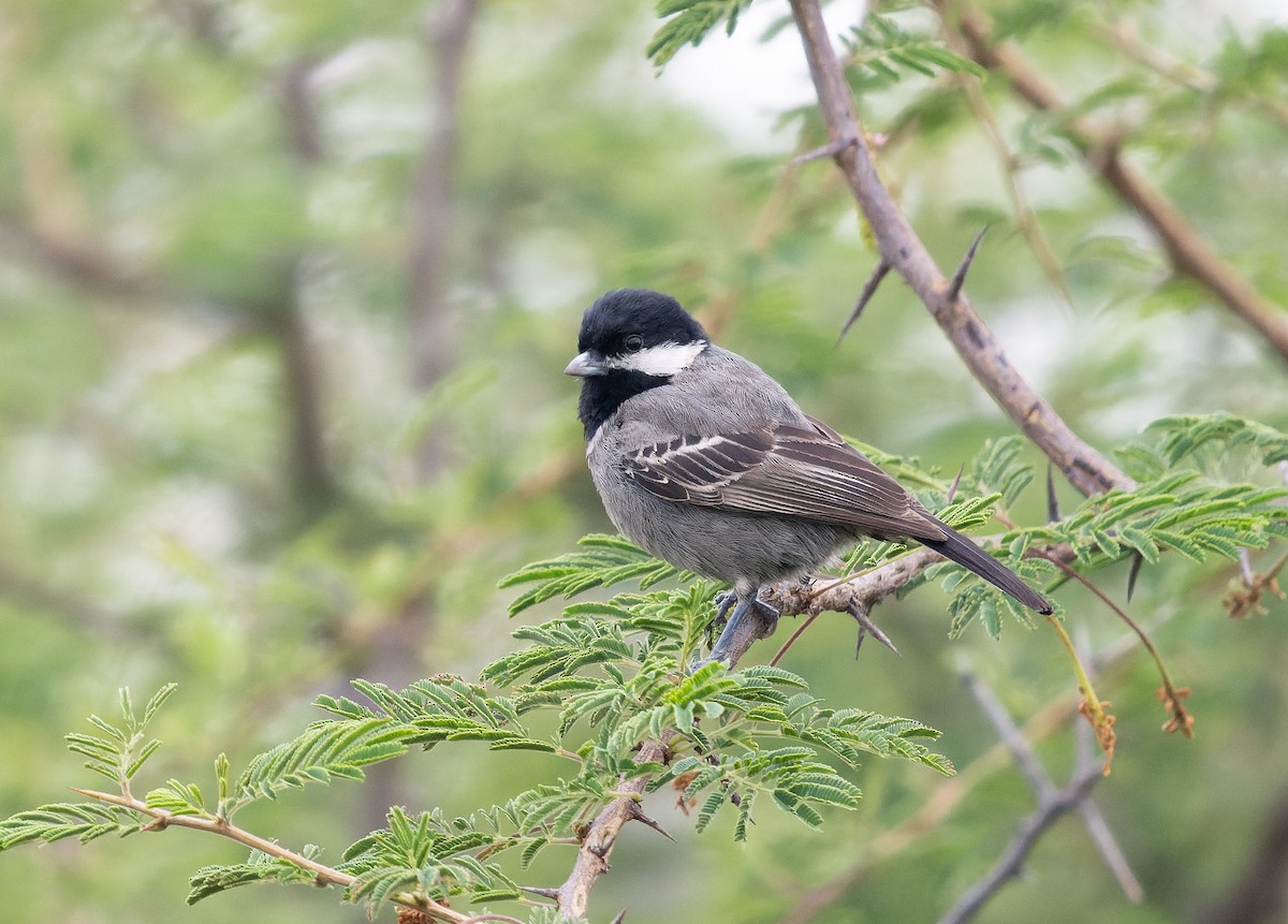 Ashy Tit - Simon Colenutt