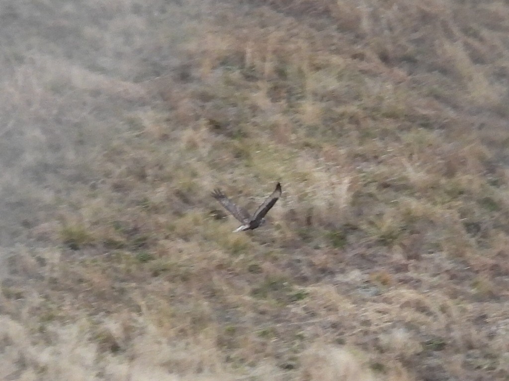 Red-tailed Hawk (Harlan's) - ML514564521