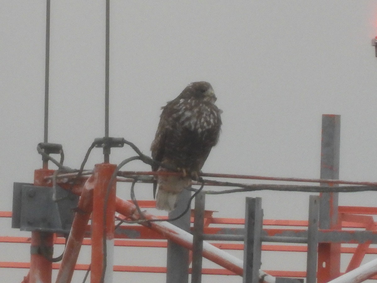 Red-tailed Hawk (Harlan's) - ML514564531