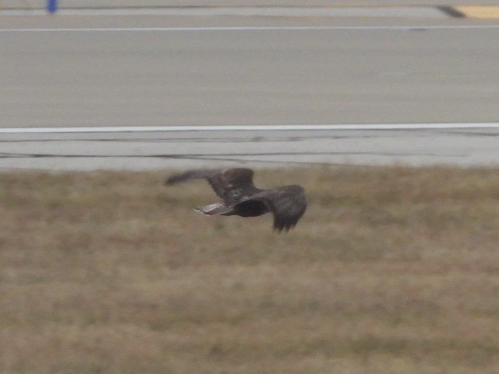 Red-tailed Hawk (Harlan's) - ML514564541
