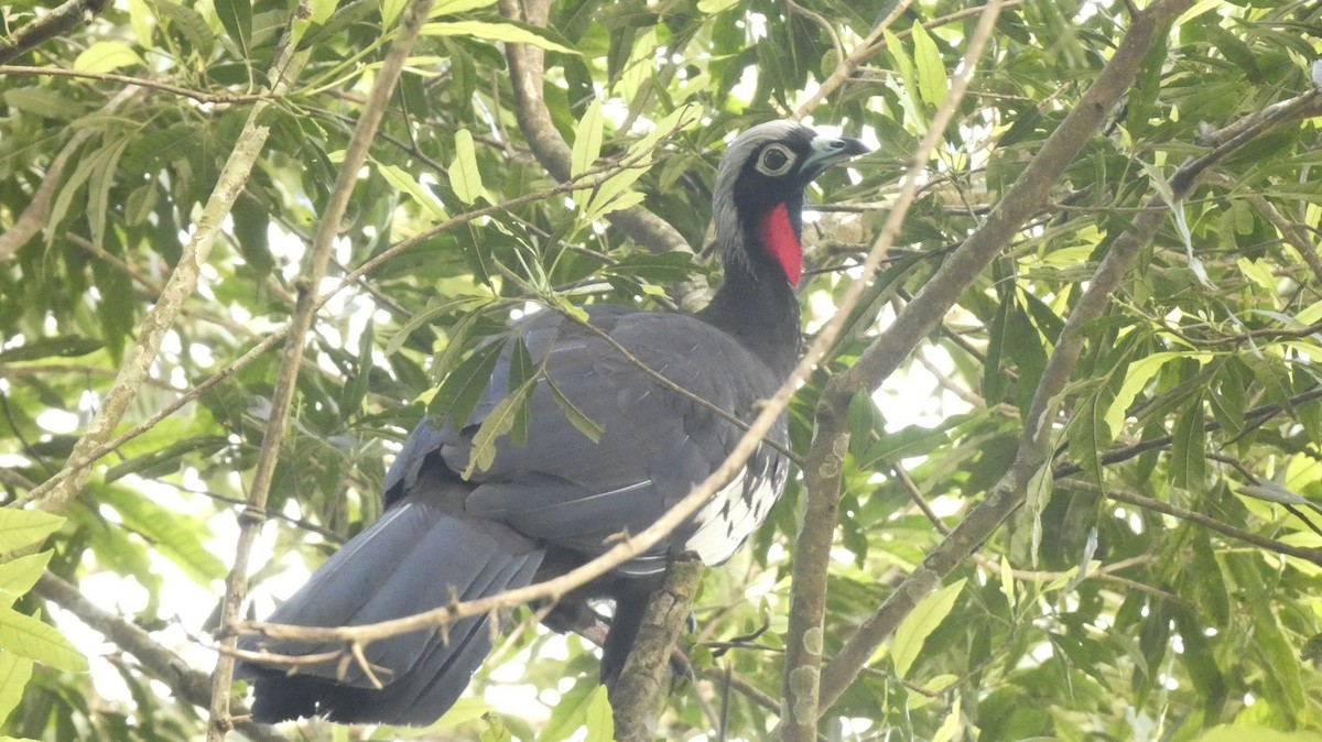 Black-fronted Piping-Guan - ML514565911