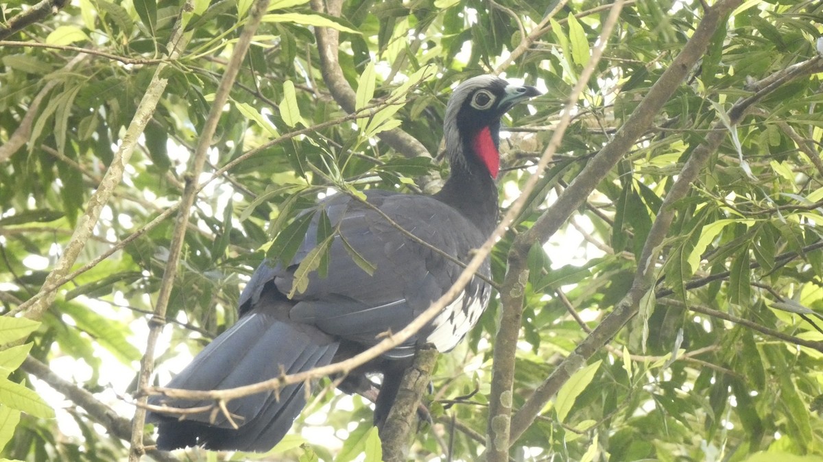 Pava Yacutinga - ML514565911