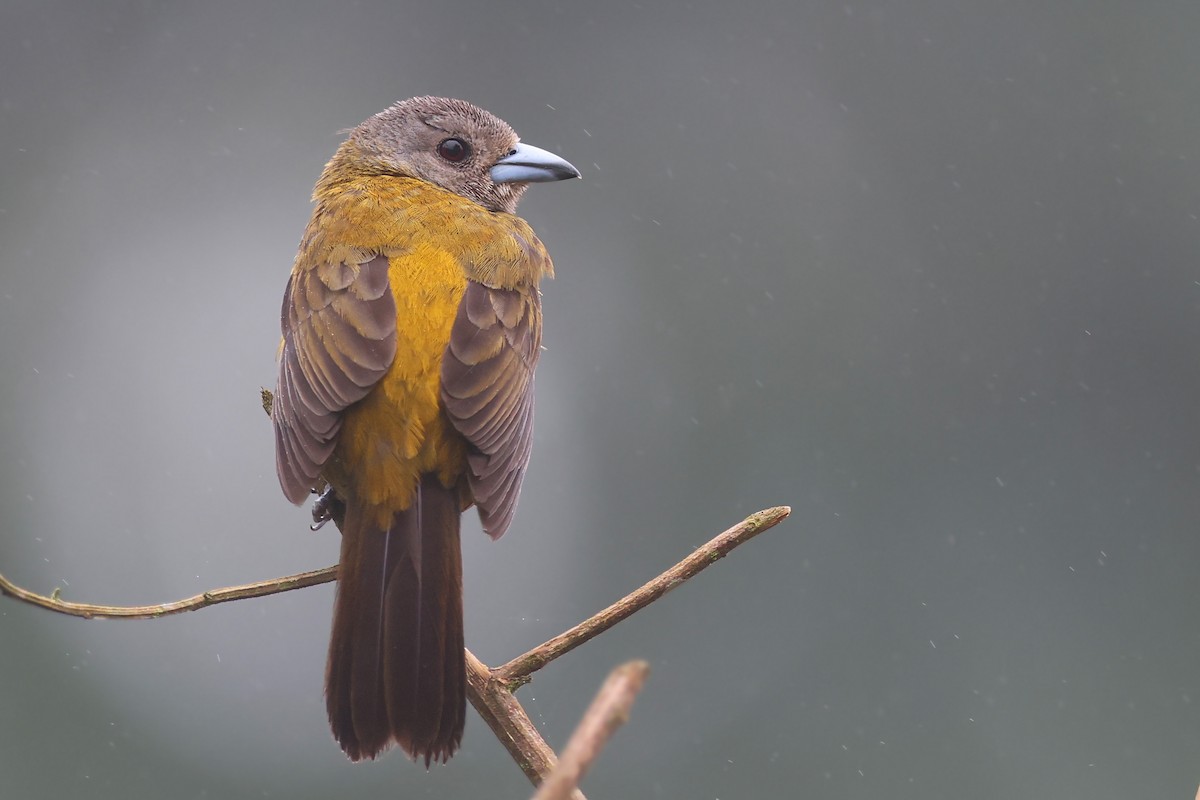 Scarlet-rumped Tanager - ML514566391