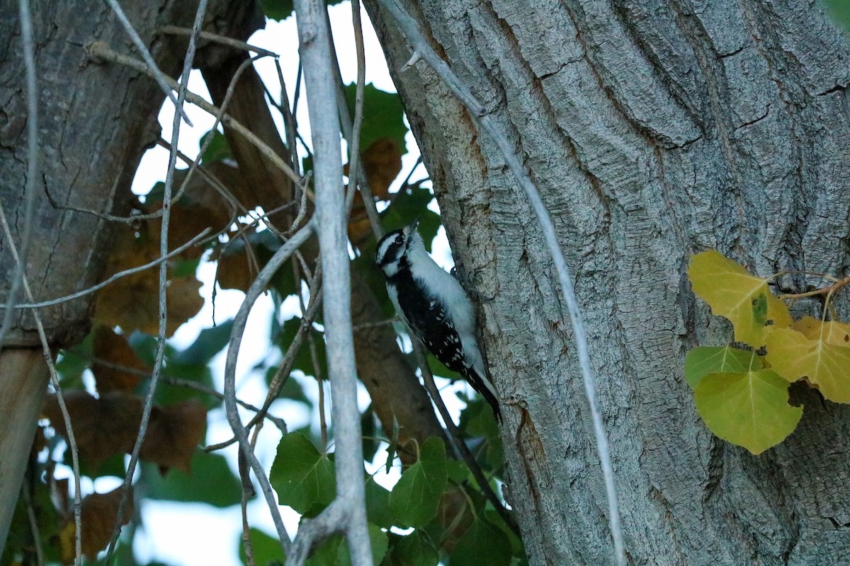 Downy Woodpecker - Hannah Willis