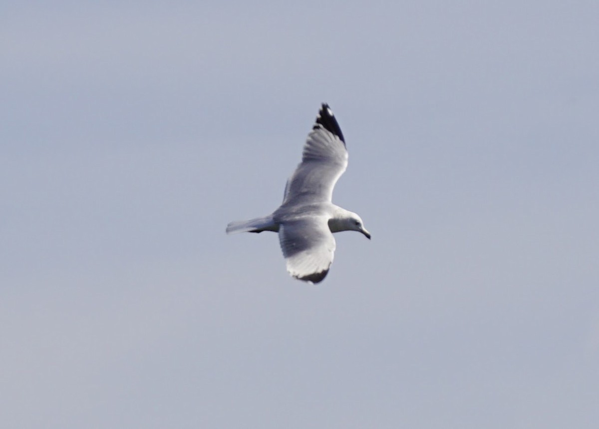 Gaviota (Larus) sp. - ML514567281