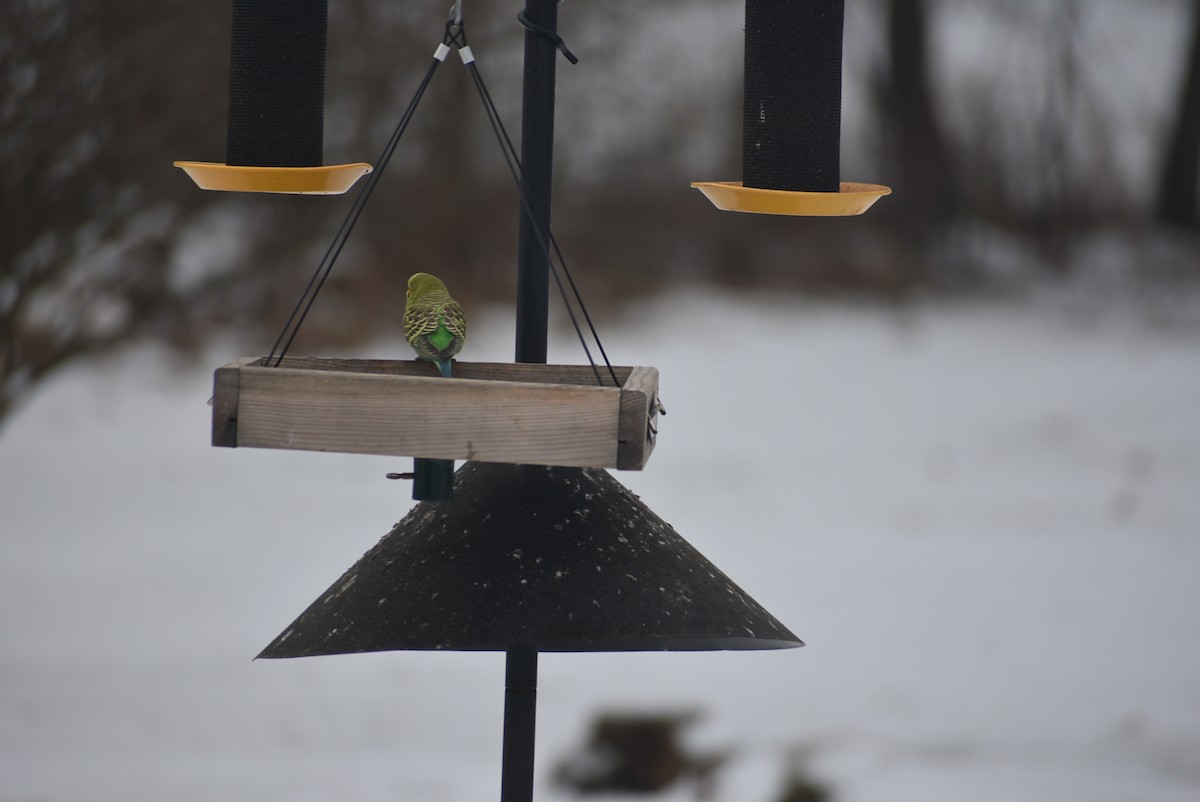 Папугоподібні sp. Psittaciformes sp. (parakeet sp.) - ML514567551