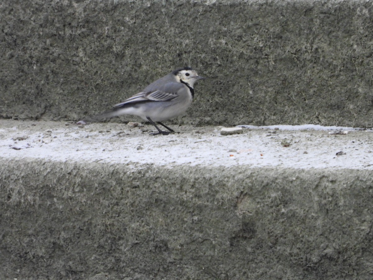 White Wagtail - ML514568291